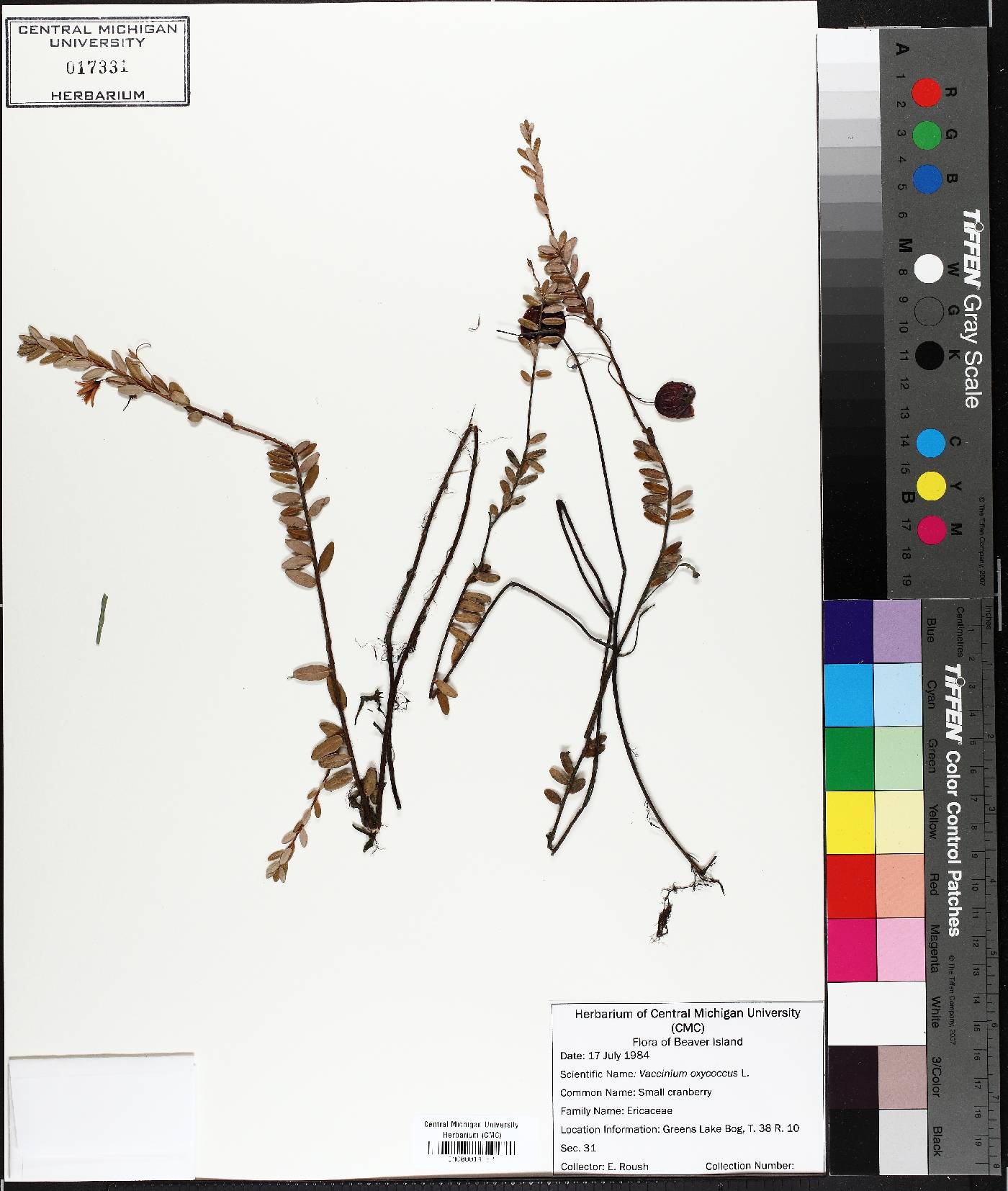 Vaccinium oxycoccos image