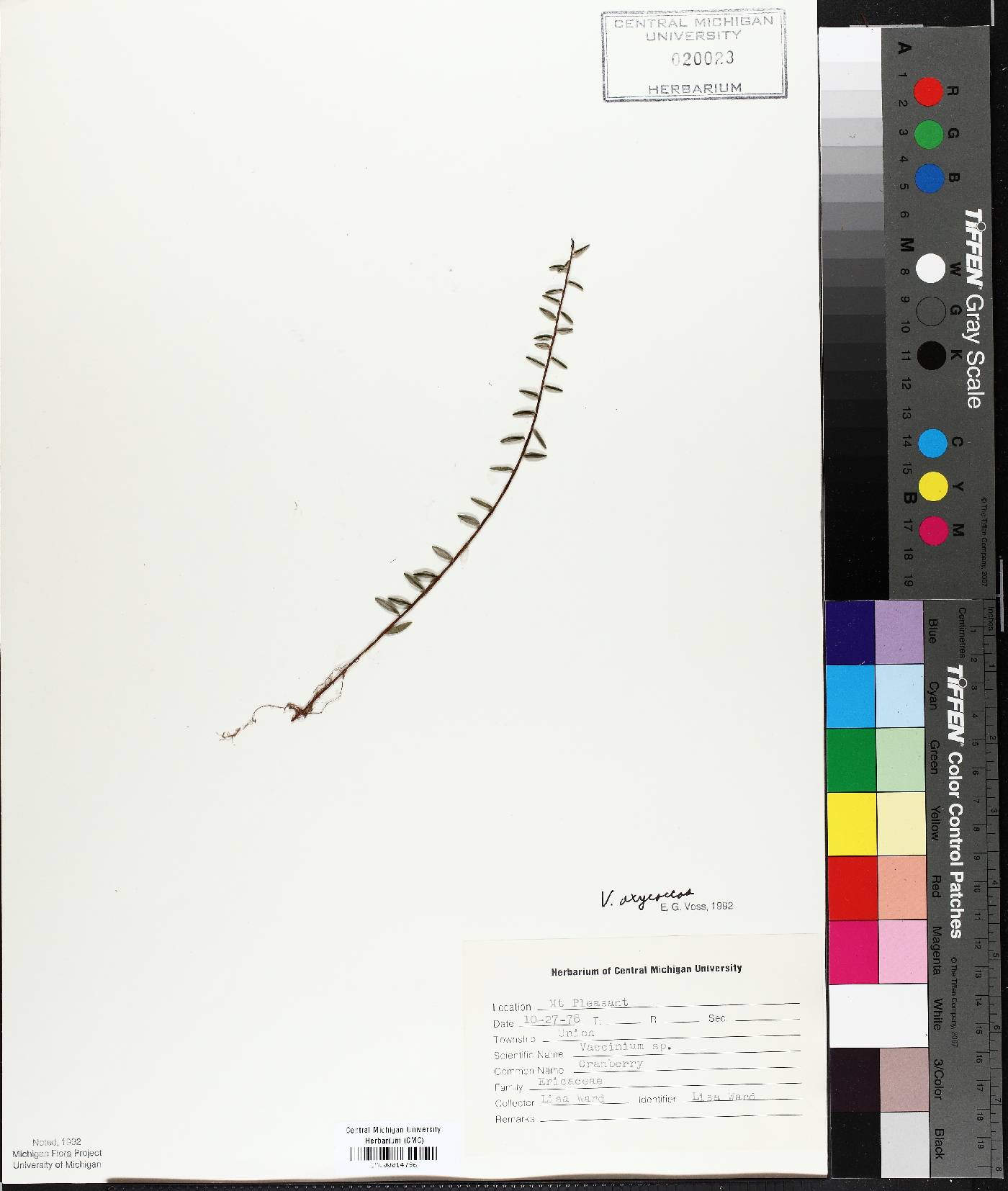 Vaccinium oxycoccos image