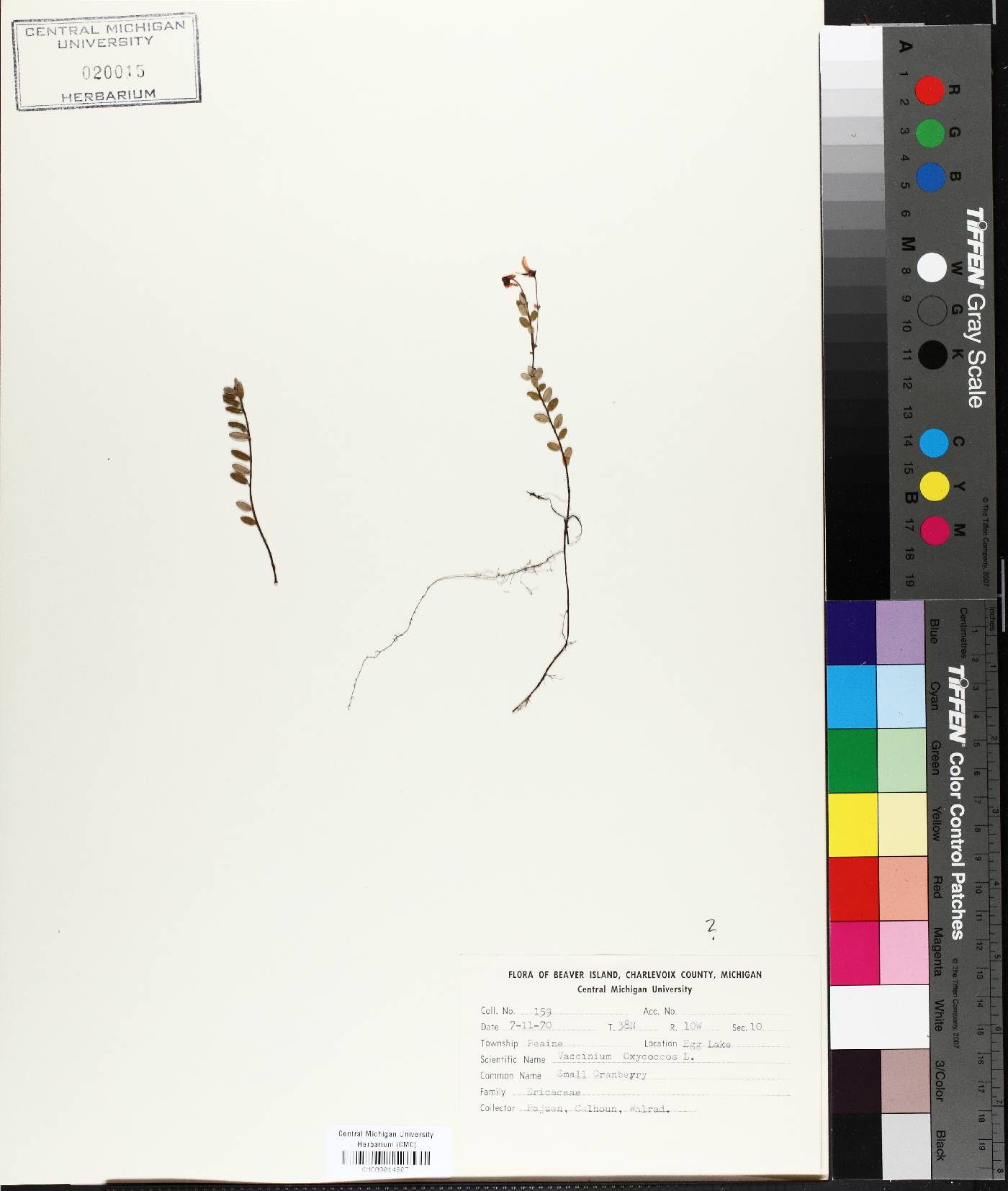 Vaccinium oxycoccos image