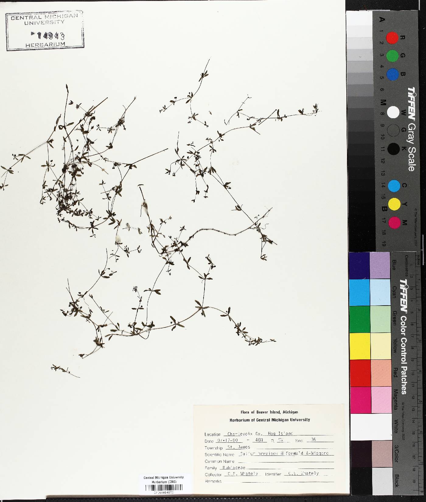 Galium brevipes image