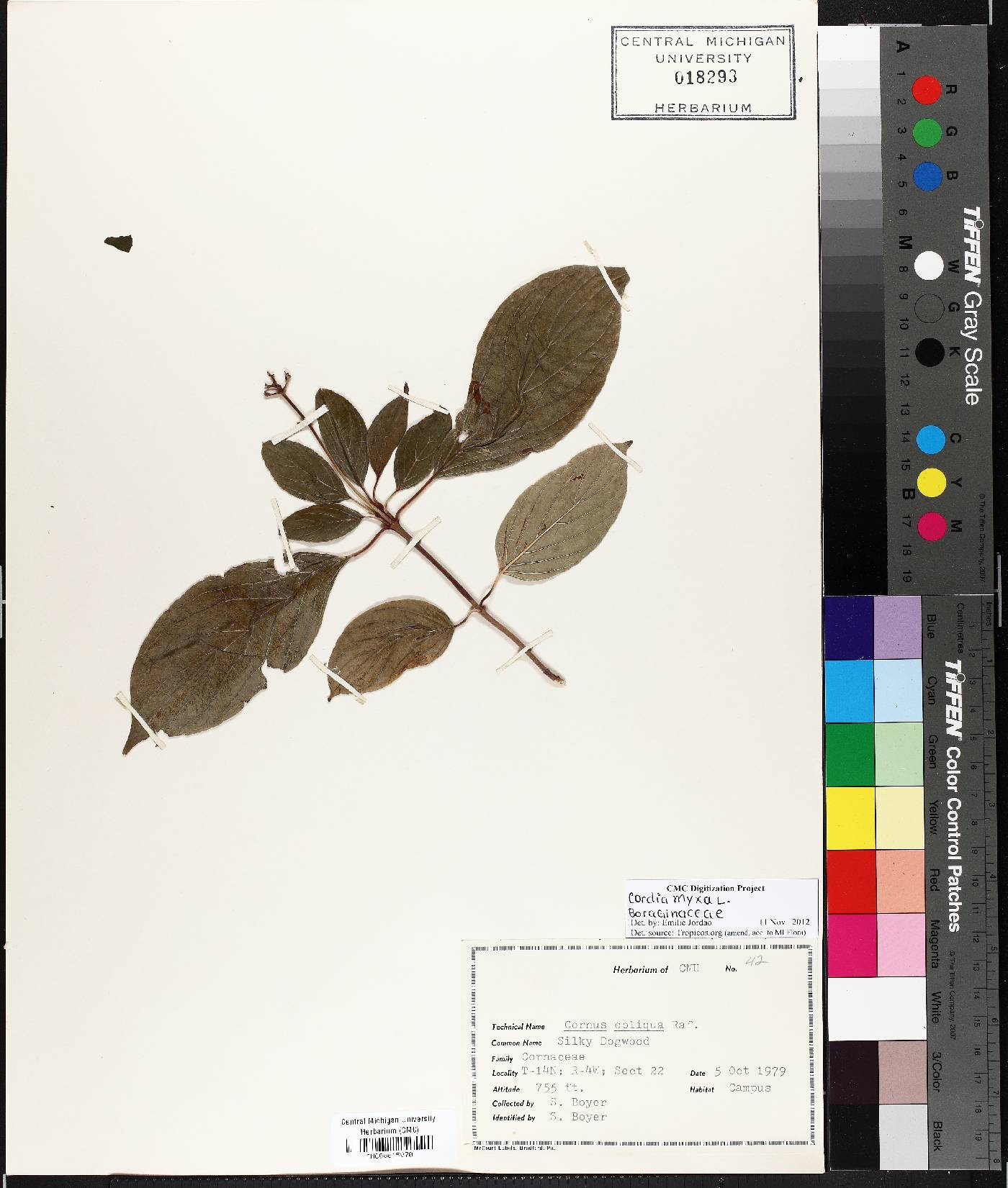 Cordia myxa image