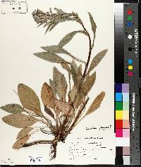 Cynoglossum officinale image