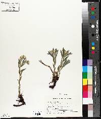 Lithospermum canescens image