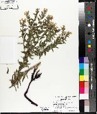 Lithospermum canescens image