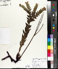 Lithospermum caroliniense image