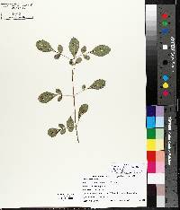 Fraxinus caroliniana image