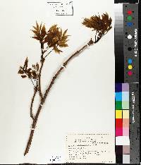 Fraxinus nigra image