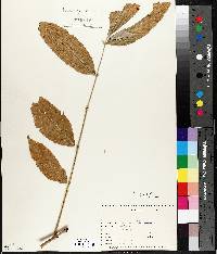 Fraxinus nigra image