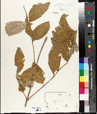 Fraxinus nigra image