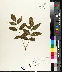 Fraxinus nigra image