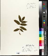 Fraxinus nigra image