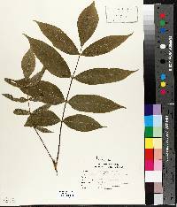 Fraxinus nigra image