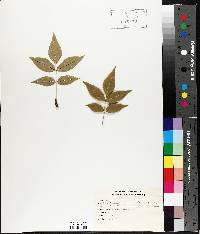 Fraxinus nigra image