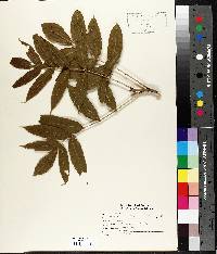 Fraxinus nigra image