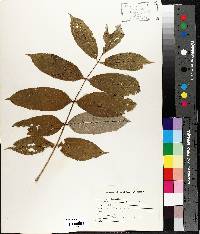 Fraxinus nigra image