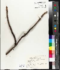 Fraxinus nigra image