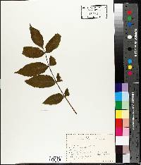 Fraxinus nigra image