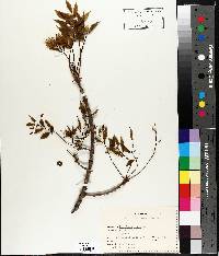 Fraxinus nigra image