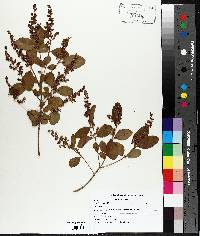 Ligustrum sinense image