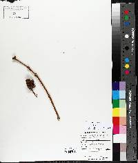 Syringa vulgaris image