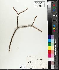 Syringa vulgaris image