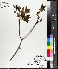 Syringa vulgaris image