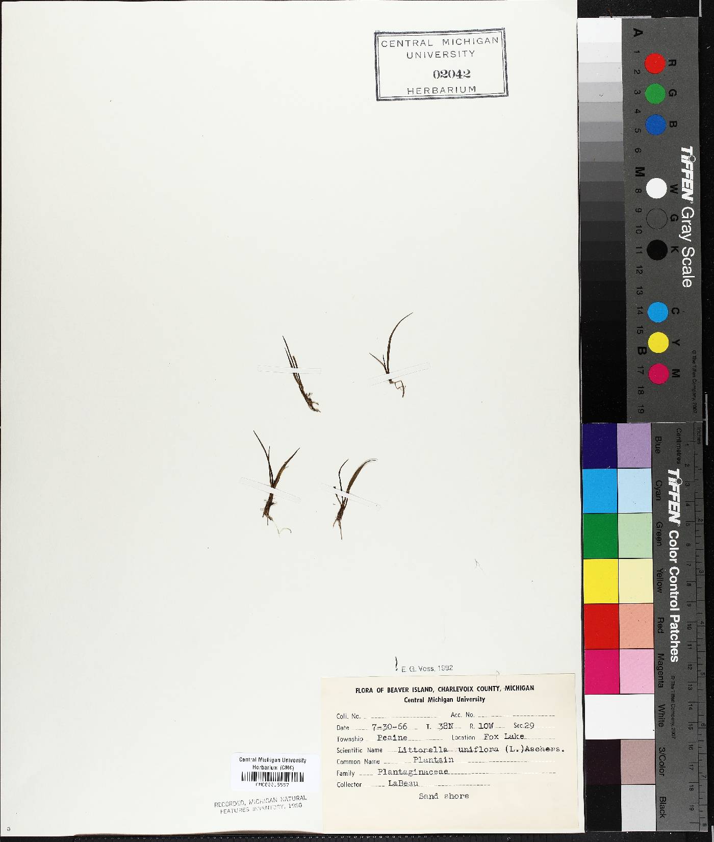 Littorella uniflora image
