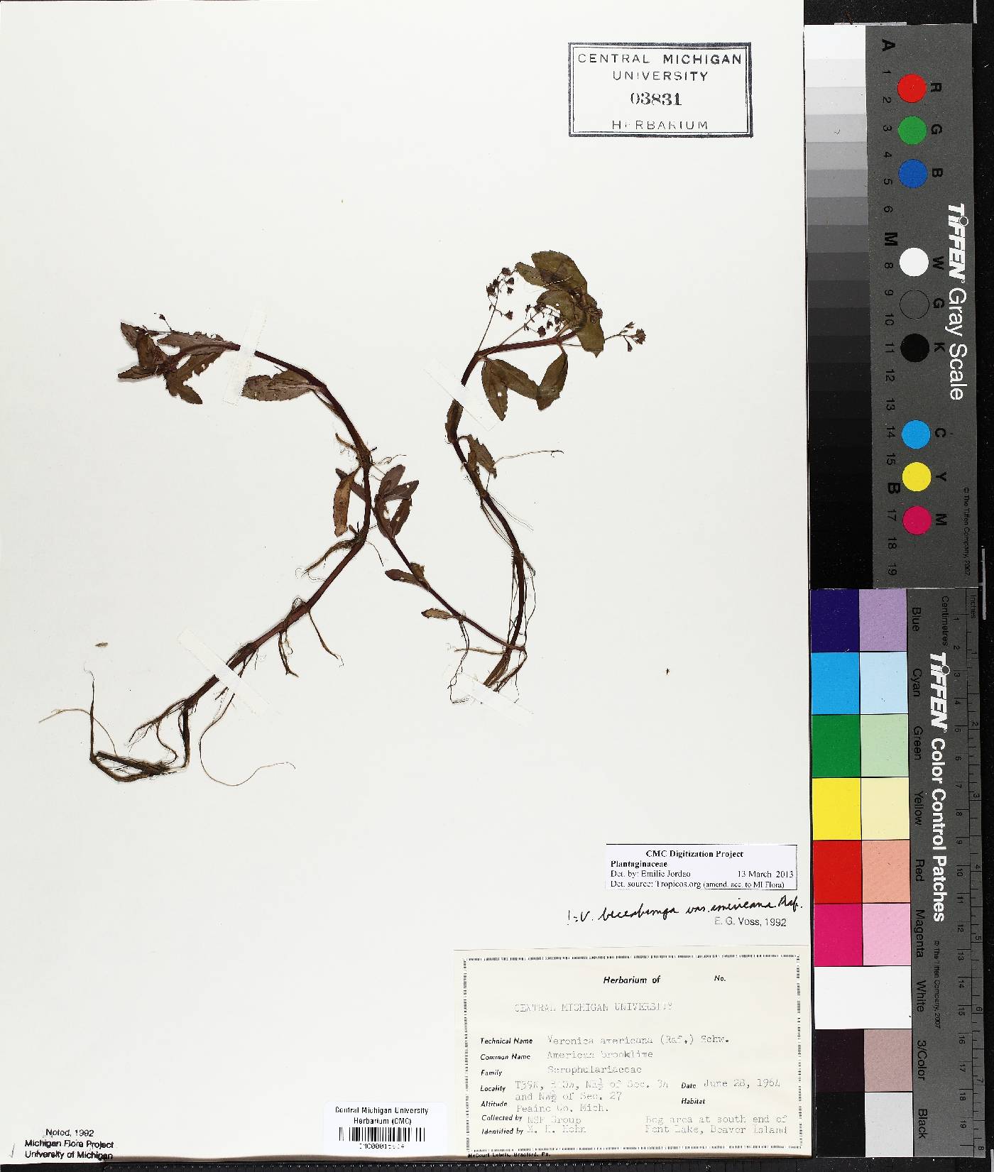 Veronica beccabunga image