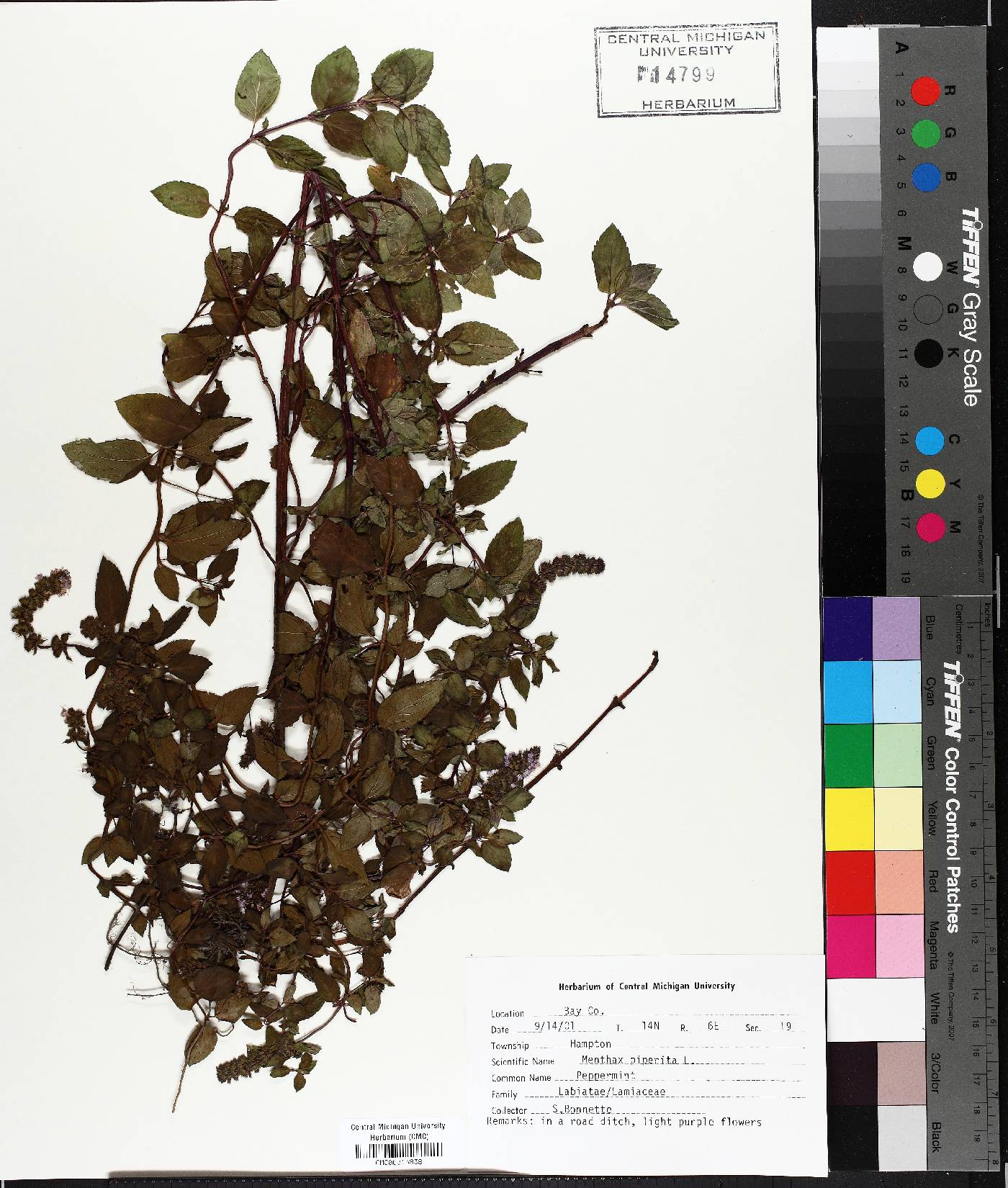 Mentha × piperita image