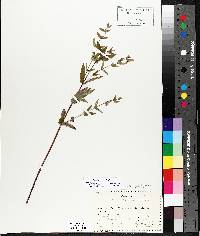 Scutellaria galericulata image