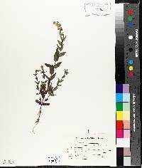 Scutellaria galericulata image