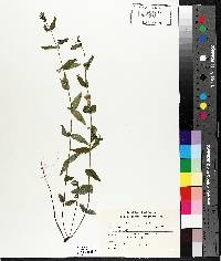 Scutellaria galericulata image