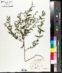 Scutellaria galericulata image