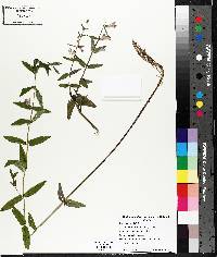 Scutellaria galericulata image