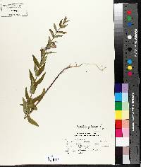 Scutellaria galericulata image