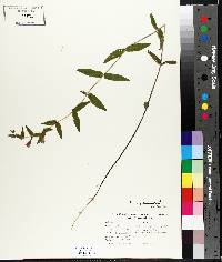 Scutellaria galericulata image