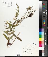 Scutellaria galericulata image