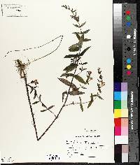 Scutellaria galericulata image