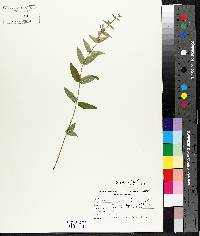 Scutellaria galericulata image