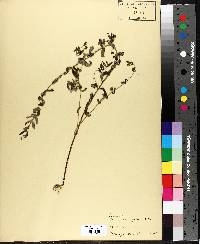 Scutellaria galericulata image