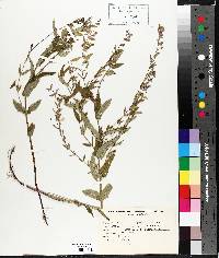 Scutellaria galericulata image