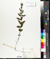 Scutellaria galericulata image