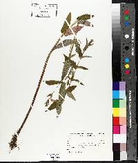 Scutellaria galericulata image