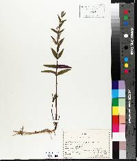 Scutellaria galericulata image