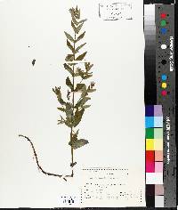 Scutellaria galericulata image