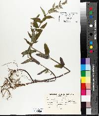 Scutellaria galericulata image