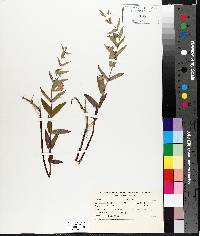 Scutellaria galericulata image