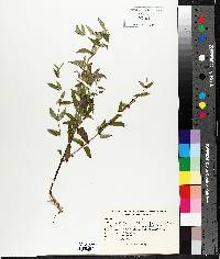 Scutellaria galericulata image