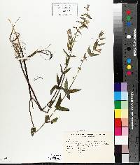 Scutellaria galericulata image