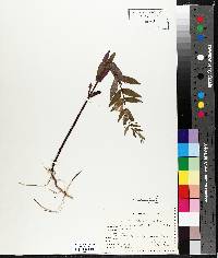 Scutellaria galericulata image